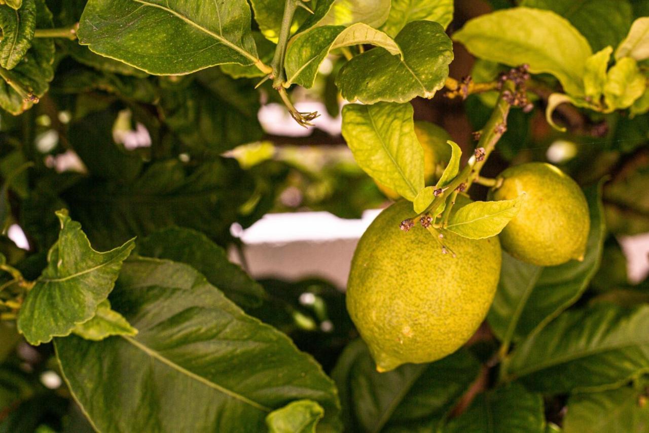 Lemon Tree Apartment Luz Εξωτερικό φωτογραφία